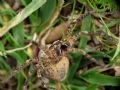 Zoropsis sp.